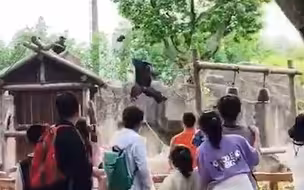上海一动物园猩猩用石头砸游客 园方：被游客投喂 以为砸它才反击