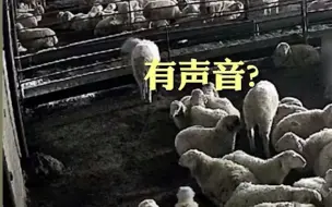 大雪压塌羊棚 头羊发现异样后 带队逃离 无一被砸！