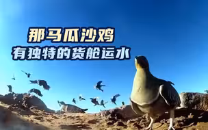 这种雄鸟用羽毛给幼鸟运水喝