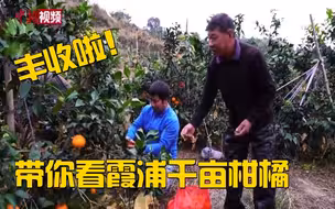 丰收啦！带你看福建霞浦千亩柑橘！
