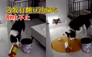 边牧打翻豆油偷吃后呕吐不止，主人：狗比油贵，没舍得打
