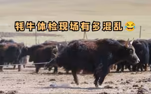 为何要给牦牛抹上牛粪？