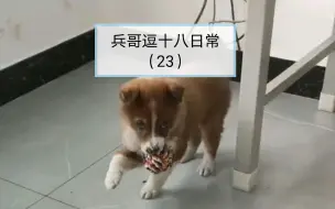 【第23集】兵哥空闲时，逗十八的日常……