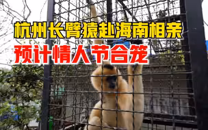 杭州雌性白颊长臂猿远赴海南相亲，预计情人节与对象正式合笼