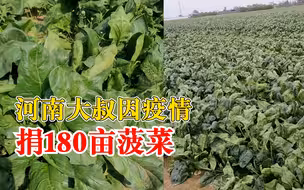 河南大叔因疫情捐180亩菠菜：菜没打农药，付采摘费和运费即可