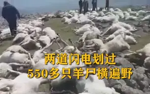 两道闪电划过，550多只羊尸横遍野