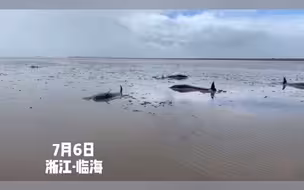 海豚！海豚！12只海豚搁浅浙江台州·头门港海域！多部门正全力救援！中国蓝新闻全程直播→ #海豚 #搁浅