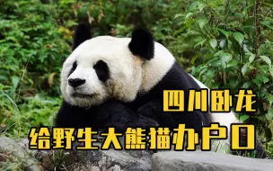 四川卧龙给野生大熊猫办户口
