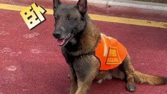 “狗狗崇崇”！学习中的萌新搜救犬，演我考英语听力的样子🤣