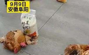 中秋福利！厂里每人两只鸡一袋米，场面壮观，开心似过年！