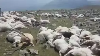 可怕！ 格鲁吉亚遭遇雷击致500多只羊死亡 尸体遍布整个山坡