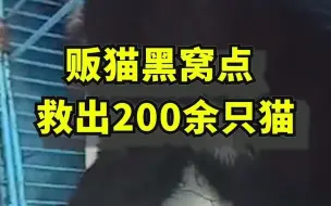 江门海鲜市场有大量被盗猫狗待宰杀，200多只猫被救