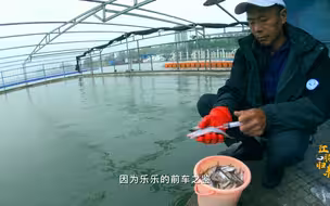《江豚归来》— 依恋
