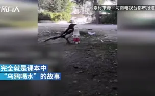 喜鹊上演现实版乌鸦喝水 网友：它可能上过学