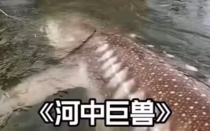 这些鱼长大后好恐怖