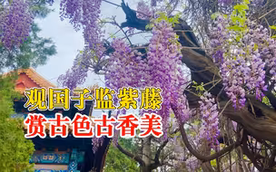 北京一博物馆紫藤花盛开似瀑布，尽显古建筑之美