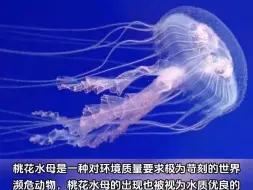 南水北调中线水源公司水质监测人员在丹江口水库发现了“水中大熊猫”桃花水母