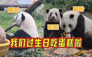 花花吃蛋糕好优雅！三熊合一：萌兰、花花、和叶同天过生日