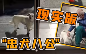 感动！狗狗在医院外守候主人六天 网友：现实版“忠犬八公”！