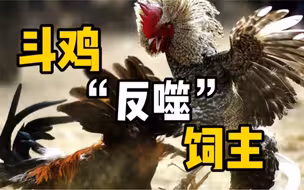 马来西亚斗鸡比赛发生严重意外：斗鸡转身将“鸡刀”刺中主人，主人最终失血过多死亡