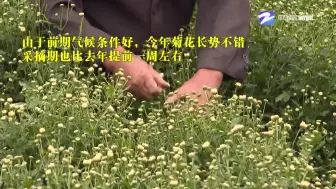 你喜欢的杭白菊 已经在采摘了