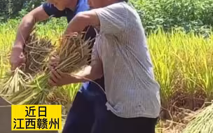 归队途中遇老人求助，消防员助力收割稻谷