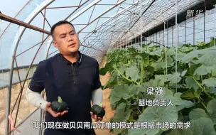 山西平陆：贝贝南瓜喜获丰收
