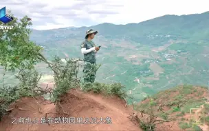 这个岗位距离象群只有百米之遥！