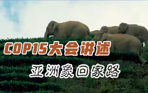 COP15大会讲述亚洲象回家路