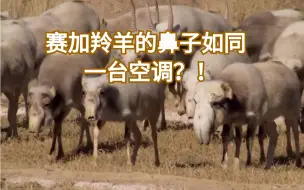 脸上自带“空调”的赛加羚羊