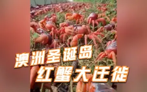 壮观！澳洲圣诞岛红蟹大迁徙