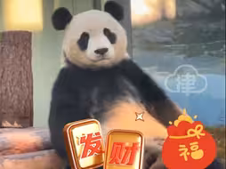 大熊猫初五送福啦！天津“二姑奶奶”喜乐祝大家龙年大吉，平安喜乐
