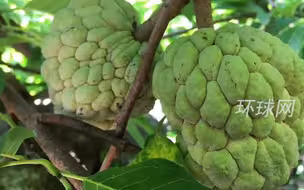 多次检出有害生物，海关总署：暂停台湾番荔枝和莲雾输入大陆