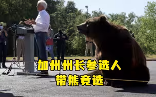 “工具熊”实锤？