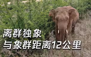 云南象群进入玉溪易门 离群独象位于安宁 与象群直线距离12公里