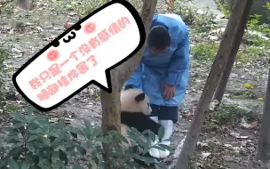 在线求助！熊猫毛很扎手，怎么才能甩掉这只粘人精？