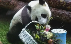 旅俄大熊猫体重狂飙40公斤 网友：一方水土养一方熊猫