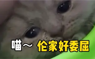 小主人突然吓了小猫咪一跳，猫咪竟然委屈的哭了～
