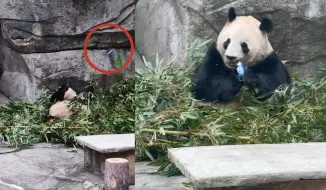 向大熊猫“兰香”扔可乐男子被行政处罚