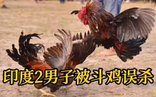 印度斗鸡活动发生意外 1天之内2男子被斗鸡误杀