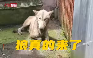 哈尔滨三只狼进村 两只已被击毙