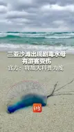 三亚沙滩出现剧毒水母，有游客受伤 官方：将加大科普力度，做风险提示