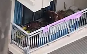 居民在5楼阳台养7头牛被投诉，牛被拉走时邻居好奇围观