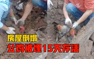 房屋倒塌公鸡被埋15天存活，房主：听到叫声去挖，其他鸡都死了