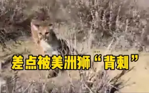 美国一男子徒步时被美洲狮跟踪 大喊将其吓跑