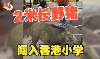 香港一小学惊现2米长野猪！野猪出没成常态？遇到如何自救？