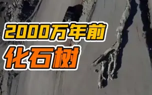 奇迹！希腊发现2000万年前化石树 树根树枝完好无损