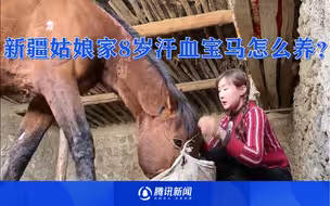 新疆姑娘家8岁汗血宝马怎么养？值20w食料吃最好的，还配两头母马