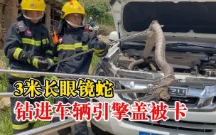 3米长眼镜蛇钻进车辆引擎盖被卡，消防员合力拖拽拔出