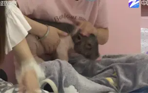 “撸猪”被咬 狂犬疫苗建议还是要打